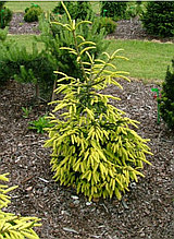 Ель восточная Ерли Голд
(Picea orientalis Early Gold)