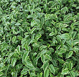 Фикус Бенджамина d12 h30, фото 3