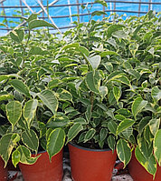 Фикус Бенджамина d12 h30