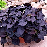 Ипомея батат темно-фиолетовый лист, сердечком (укорененный черенок)