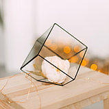 Флорариум "Куб" средний (швы серебро), фото 5