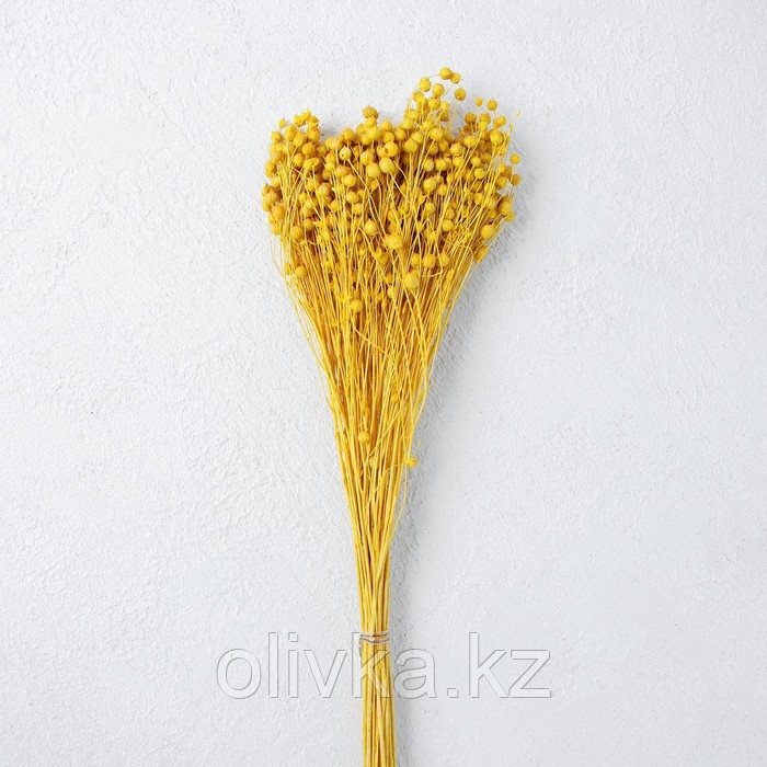 Сухоцвет «Абрус» набор 24 шт, цвет желтый - фото 2 - id-p110921922