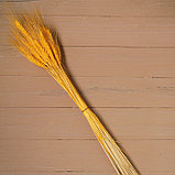 Сухой колос пшеницы, набор 50 шт., цвет жёлтый, фото 2