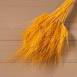 Сухой колос пшеницы, набор 50 шт., цвет жёлтый, фото 3