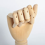 Модель деревянная художественная Манекен "Рука мужская правая" 31 см, фото 2