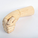 Модель деревянная художественная Манекен "Рука мужская правая" 31 см, фото 4