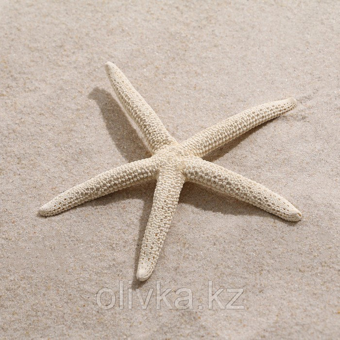 Морская звезда декоративная, 10-16 см - фото 1 - id-p110932482