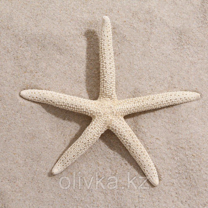Морская звезда декоративная, 10-16 см - фото 2 - id-p110932482