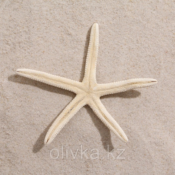 Морская звезда декоративная, 10-16 см - фото 3 - id-p110932482