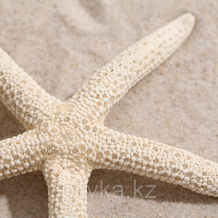 Морская звезда декоративная, 10-16 см - фото 4 - id-p110932482