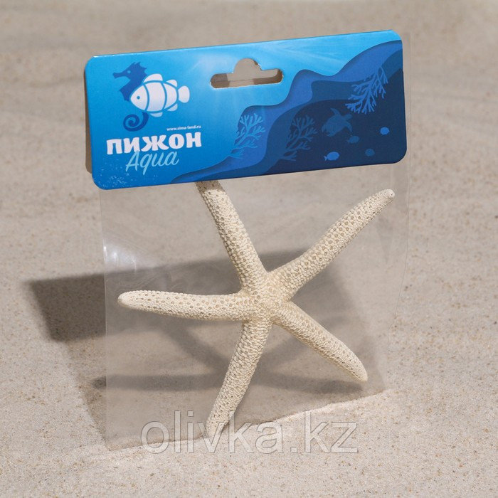 Морская звезда декоративная, 10-16 см - фото 5 - id-p110932482