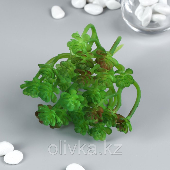 Искусственный суккулент для создания флорариума "Оскулярия зелёная" 12,5х12х10 см - фото 1 - id-p110920320
