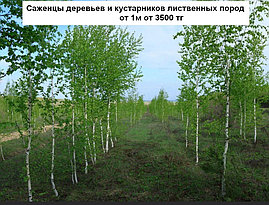 Деревья лиственных и  пород  Высотой от 1,5 м   СКИДКИ на саженцы БЕРЕЗЫ, фото 2