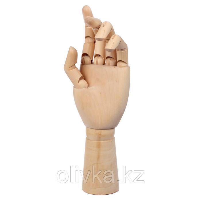 Модель деревянная рука, мужская, левая, 31 см - фото 1 - id-p110924381