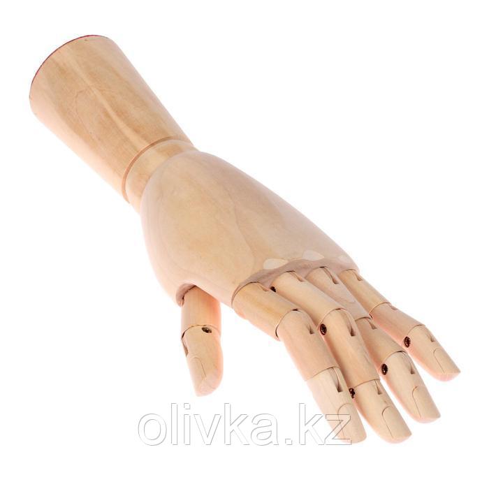 Модель деревянная рука, мужская, левая, 31 см - фото 3 - id-p110924381