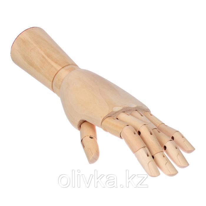 Модель деревянная рука, мужская, левая, 31 см - фото 4 - id-p110924381