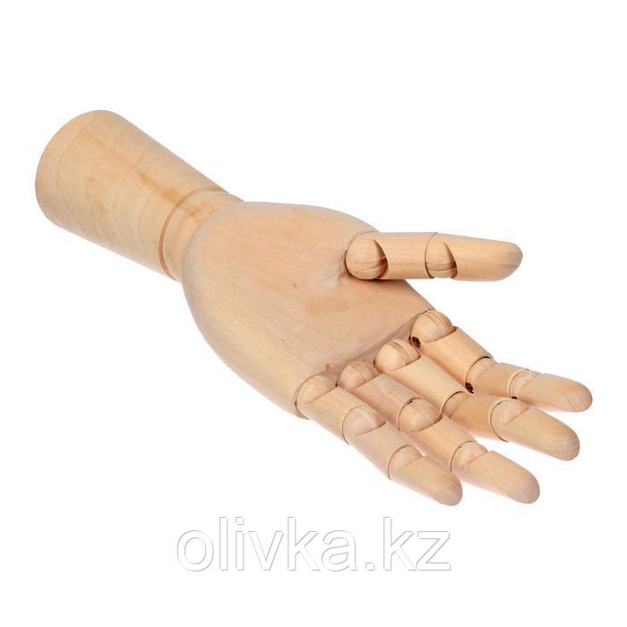 Модель деревянная рука, мужская, левая, 31 см - фото 5 - id-p110924381