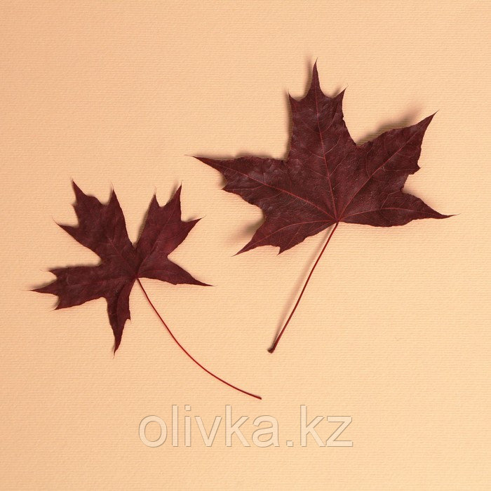 Сухие листья, набор 2 шт., размер 1 шт: 5 × 7 см - фото 1 - id-p110933939