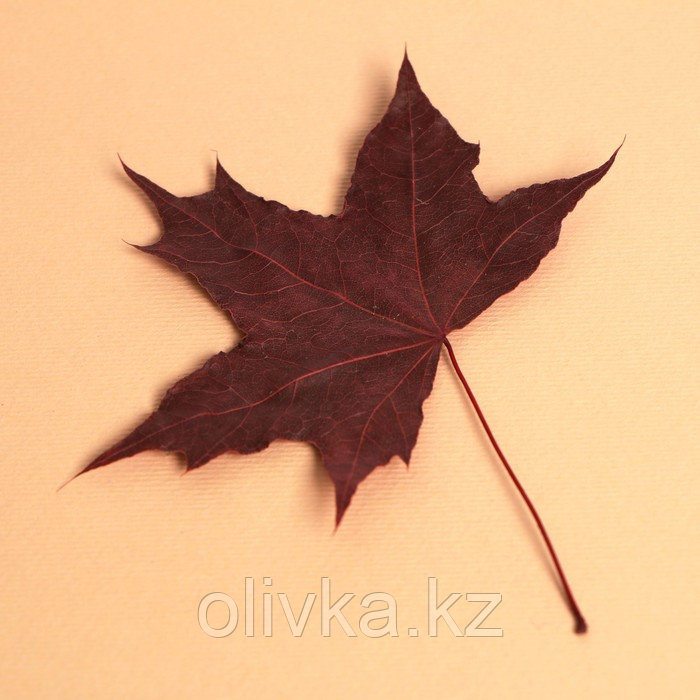 Сухие листья, набор 2 шт., размер 1 шт: 5 × 7 см - фото 2 - id-p110933939