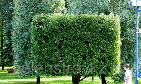 Орыс би-кокольный секс Жеке дефлорация порно