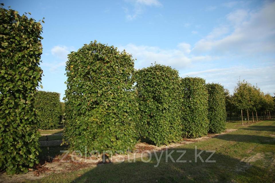 Жыныстық танысу bb