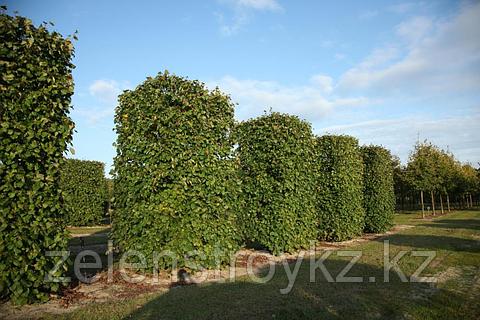 Күміс жалаңаш жарықтар