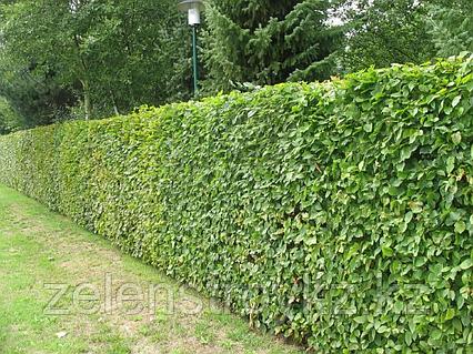 Әтеш соратын онлайн жарыстар Жігіт куннилингус үшін ұсталды