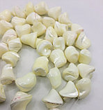 Трохус перламутровый, 20*15мм, фото 3