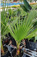 Пальма Вашингтония