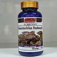 Анектохил капсулалары - Anoectochilus Roxburghii