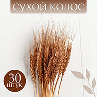 Сухой колос пшеницы, набор 30 шт., цвет золотой