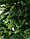 Искусственная комнатная елка Брено Люкс 1.8 м, фото 3