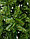Искусственная интерьерная Рублевская Елка высотой 3,5 м хвоя-пленка, фото 3