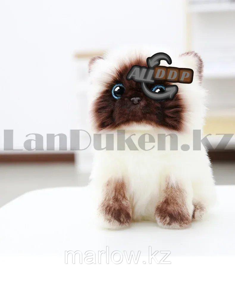 Мягкая игрушка Кошка сиамская с блестящими глазами маленькая 20 см - фото 7 - id-p111425263