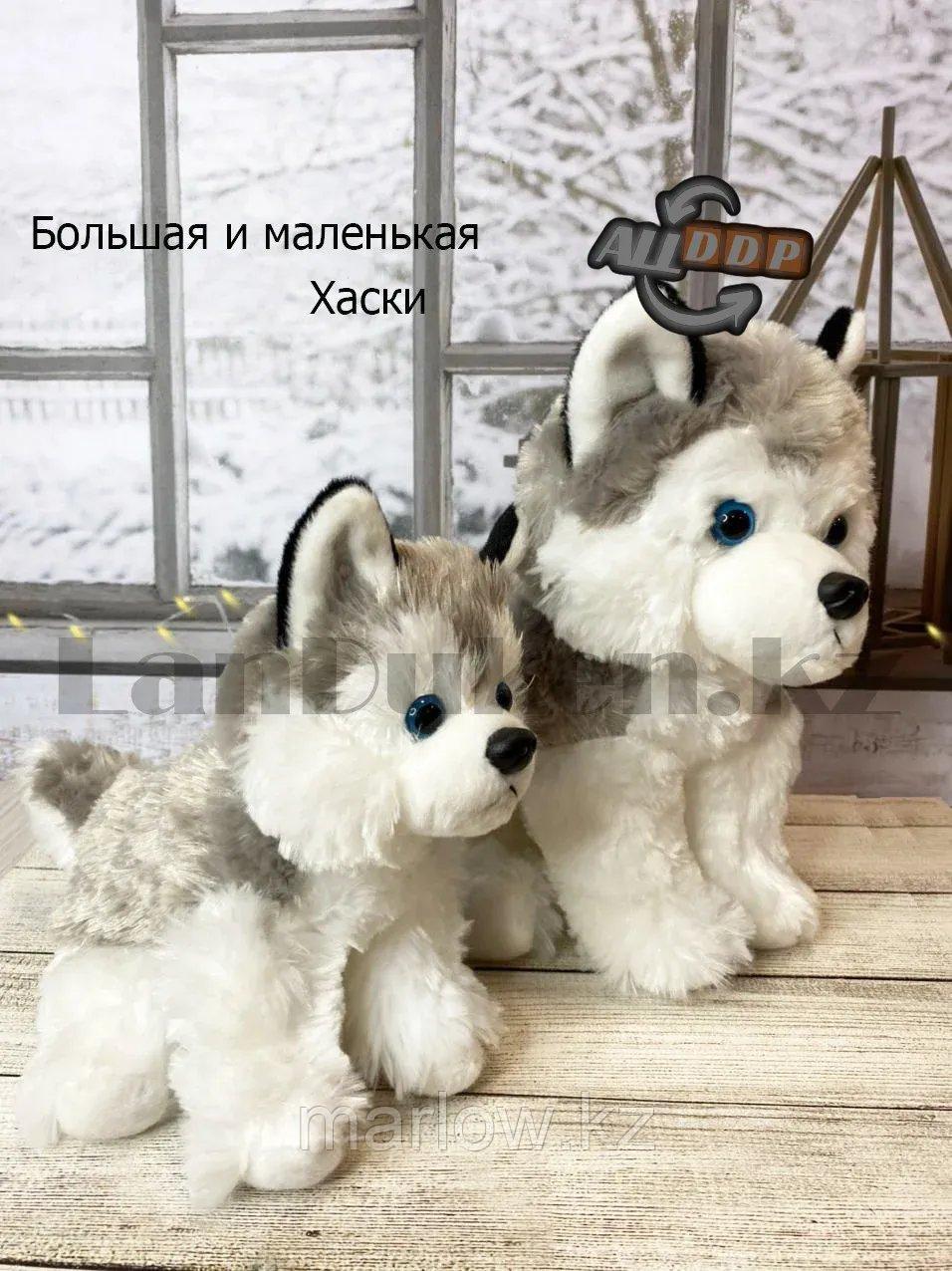 Мягкая игрушка собака Хаски большая с антистрессовой лапкой серая 25 см - фото 3 - id-p111453026
