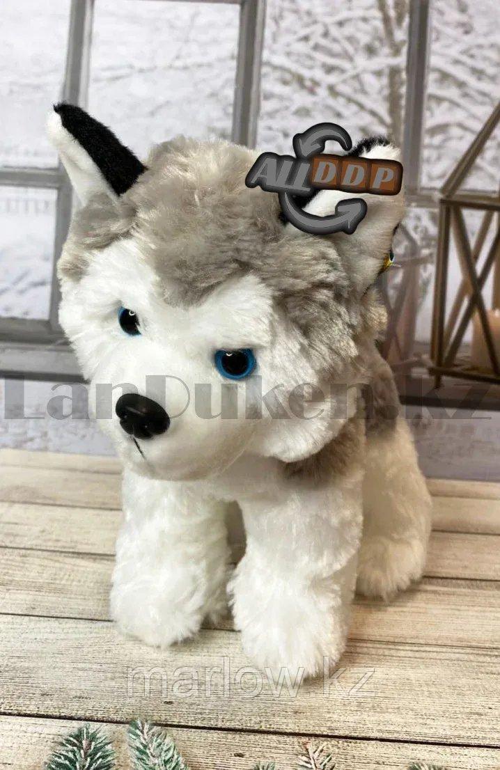 Мягкая игрушка собака Хаски большая с антистрессовой лапкой серая 25 см - фото 9 - id-p111453026