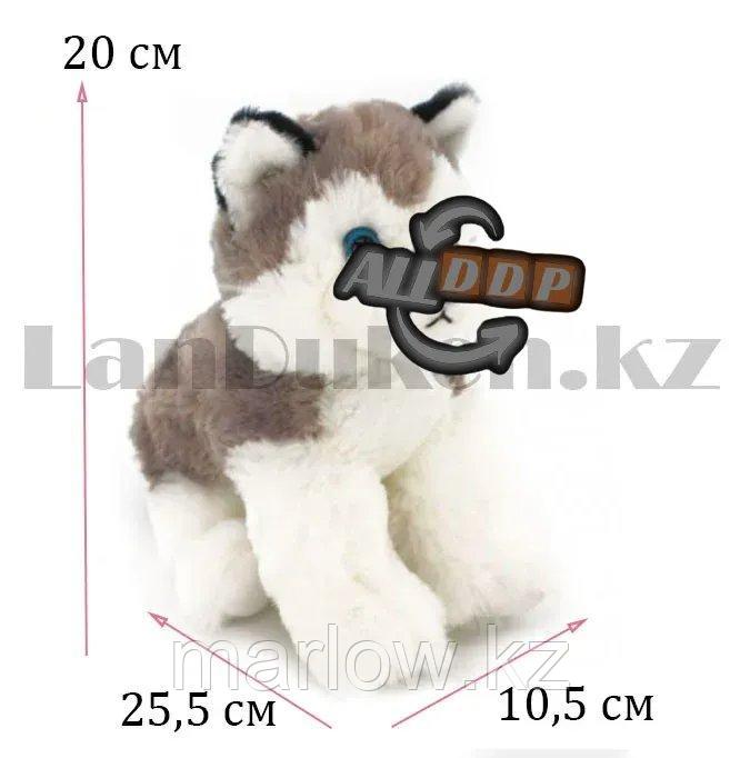 Мягкая игрушка собака Хаски маленькая я с антистрессовой лапкой серая 20 см - фото 2 - id-p111453027