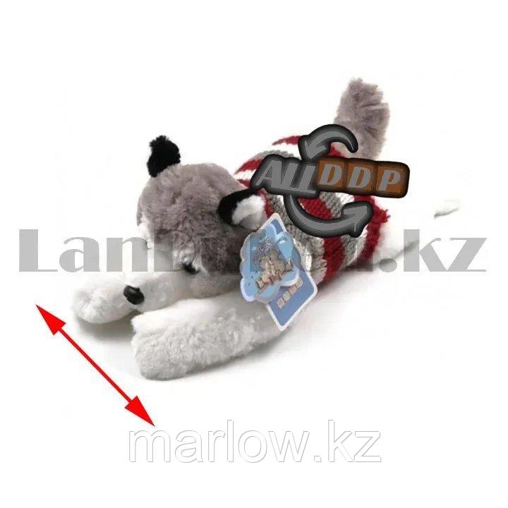 Мягкая игрушка собака Хаски маленькая в свитере 35см серая - фото 3 - id-p111453044