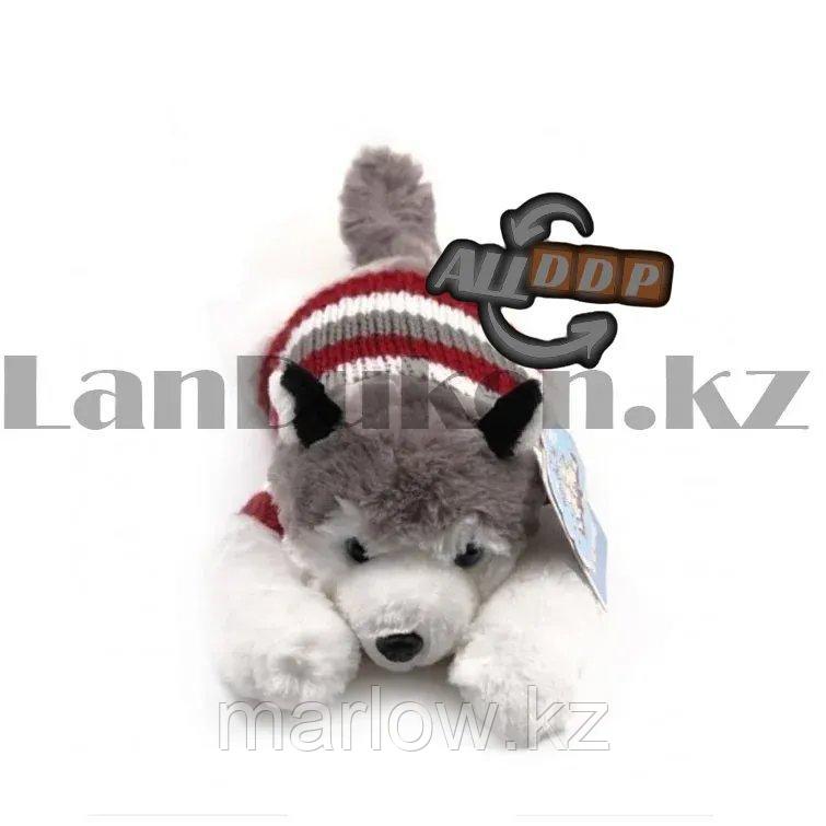 Мягкая игрушка собака Хаски маленькая в свитере 35см серая - фото 4 - id-p111453044