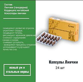 Мозговые капсулы Линчжи Fohow нервная система/ жүйке жүйесі, ісікке қарсы әсер, мидын канайналымы, фото 2