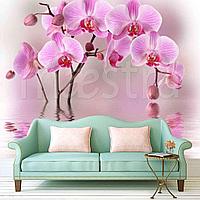 Ветка розовой орхидеи над водой 10-206