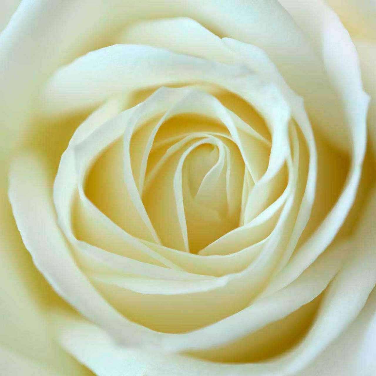 Белая роза восхитительная 10-232 - фото 2 - id-p111668081
