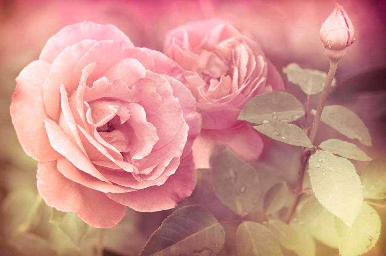Куст роз розовых 10-256 - фото 2 - id-p111668104