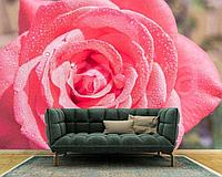 Цветок розы с каплями росы 10-265