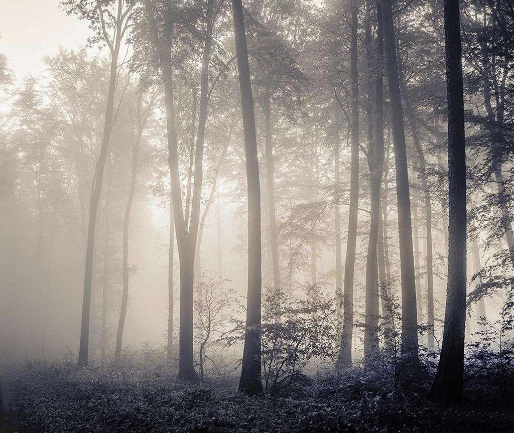 Туман и лес 9-1135 - фото 2 - id-p111671152
