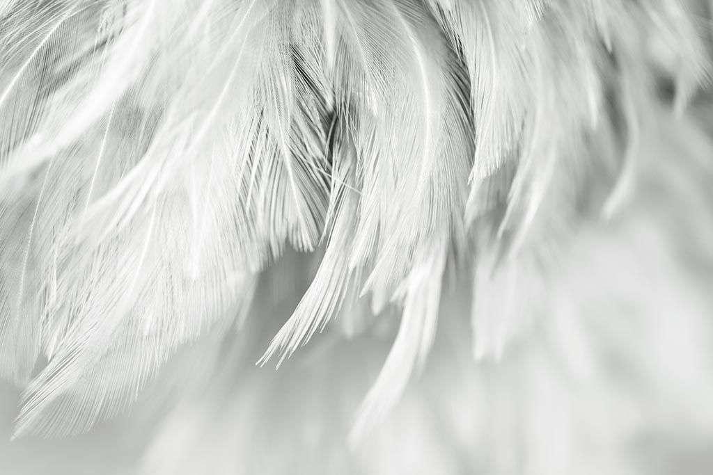 Фон из белых перьев 9-1223 - фото 2 - id-p111671478