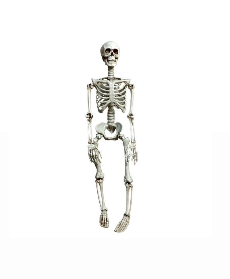 Скелет (для декора) 90 см в аренду