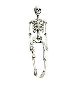 Скелет (для декора) 170 см в аренду