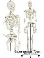 Макет «Скелета человека анатомический 170 см»