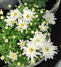 Хризантема -мультифлора шаровидная, белая, цветущий куст